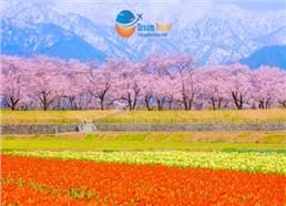 [HCM] Tour Nhật Bản Cung Đường Romantic Mùa Hoa Anh Đào 2026